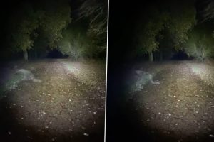'Demonic Ghost' Caught on Camera? British Couple Claims to See Spooky Figure Crawling on Its Long Limbs in Haunted Park in England; Watch Viral Video