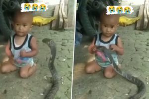 Child Plays With Giant King Cobra With Bare Hands, Holds The Deadly Snake Near Its Face in Viral Video; Internet Shocked!