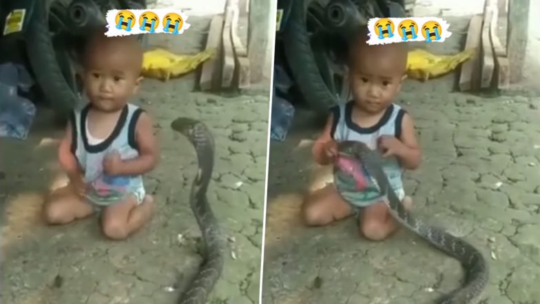 Child Plays With Giant King Cobra With Bare Hands, Holds The Deadly Snake Near Its Face in Viral Video; Internet Shocked!