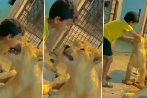 Kid Plays With Lions, Puts His Hand Inside The Wild Predator's Mouth in Viral Video That Has Left Netizens Panicking 