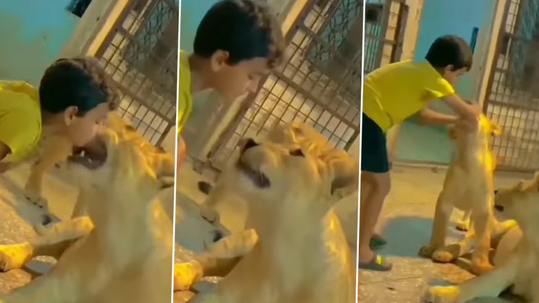 Kid Plays With Lions, Puts His Hand Inside The Wild Predator's Mouth in Viral Video That Has Left Netizens Panicking 