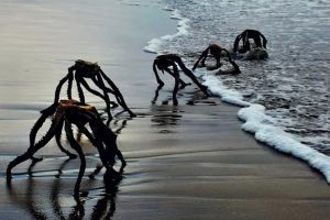 Creepy Aliens Emerging From Sea? South African Man Shares Viral Pic of Haunting Dead Aloe Vera Plants, Leaves Beachgoers Panicked