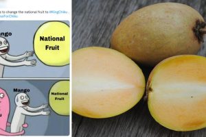 #MakeNoiseForChiku Trends on Twitter! Petition To Make Chiku 'King Of Fruit' Goes Viral Online (View Tweets)