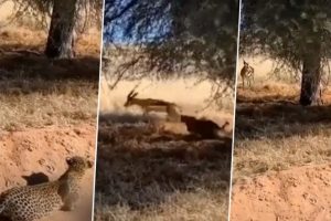 Viral Video: Stealthy Leopard Smartly Sneaks Up on Deer in Broad Daylight