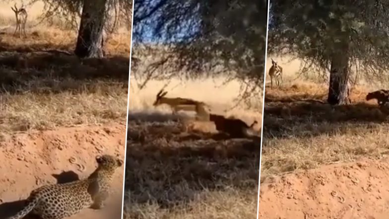 Viral Video: Stealthy Leopard Smartly Sneaks Up on Deer in Broad Daylight