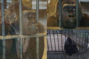 Bua Noi, ‘World’s Loneliest Gorilla’ Set to Spend Another Christmas Alone in Supermarket Cage in Thailand