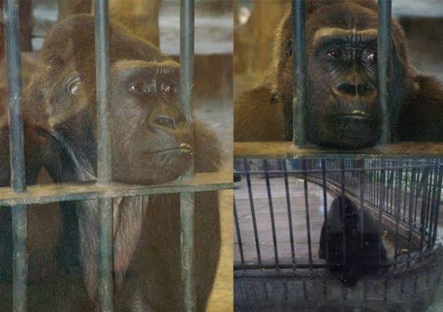 Bua Noi, ‘World’s Loneliest Gorilla’ Set to Spend Another Christmas Alone in Supermarket Cage in Thailand