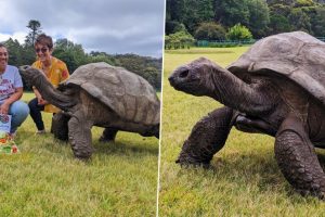 World's Oldest Living Land Animal Jonathan, The Tortoise, Celebrates His 190th Birthday With Salad Cake! See Pics