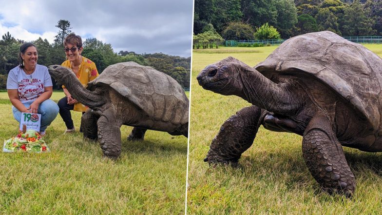 World's Oldest Living Land Animal Jonathan, The Tortoise, Celebrates His 190th Birthday With Salad Cake! See Pics