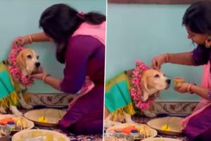 Baby Shower For Pet Dog! Woman Hosts a Feast for Other Doggos in Viral Video; Internet Loves It