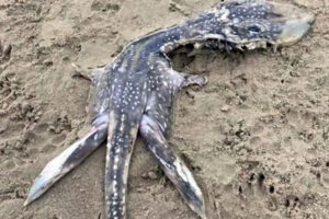 ‘Baby Loch Ness Monster’ on UK Beach! Mysterious Creature That Washed Up Dead on Beach Irks Netizens Due to Its Bizarre Looks (View Pics)