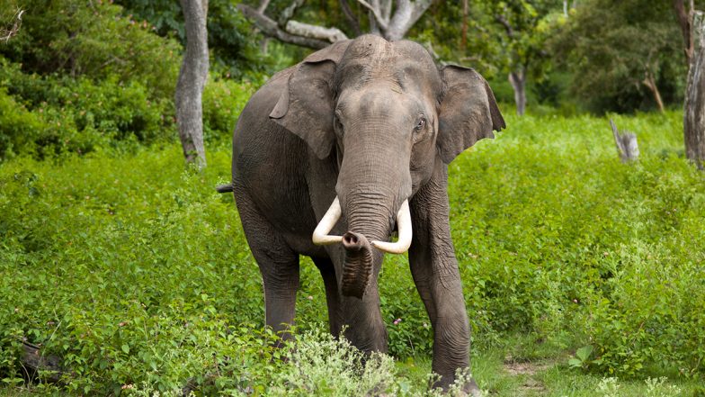 Video: Elephant Throws Branch At Couple, Disturbs Wedding Photoshoot in Kerala