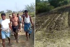 Bihar at It Again! Two Km Road Stolen in Banka, Miscreants Sow Wheat Crops Over To Hide Theft