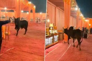 Furious Bull Gatecrashes Wedding Reception, Chases a Guest! Video of The Unusual Incident Goes Viral 