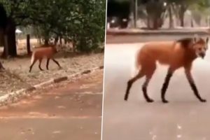 Maned Wolf Spotted Crossing a Street; Viral Video of The Endangered Animal Leaves Internet Dazed 