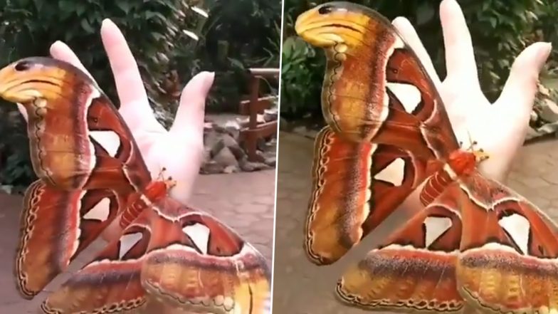 Video of A Huge Atlas Moth Bigger Than a Human Hand Goes Viral; Internet Is Intrigued by the Short Clip