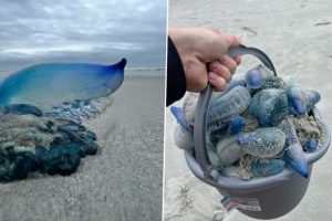Deadly Blue Creatures Wash Up on South Carolina Beach! Pics of the Jellyfish-Like Marine Animals With Painful Stings Go Viral