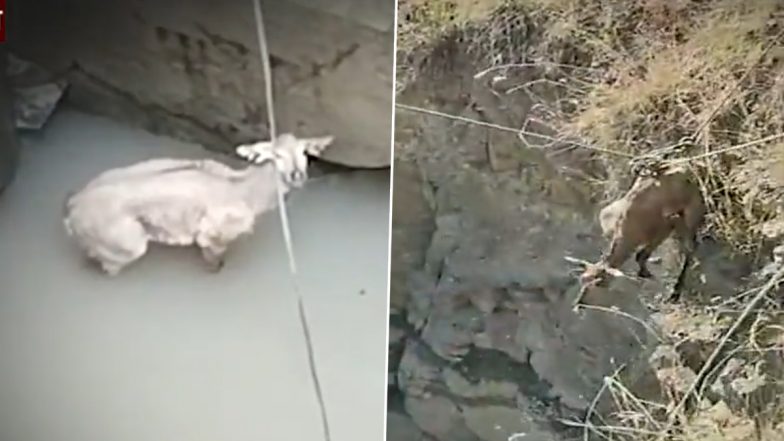 Nilgai Falls Into Well in Maharashtra’s Buldhana, Here’s How the Cow Was Rescued (Watch Video)