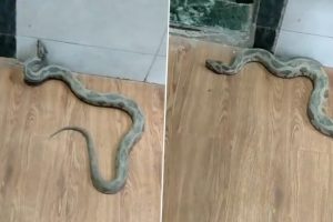 Viral Video: Venomous Russell Viper Found Inside Naupada Police Station in Thane; Rescued