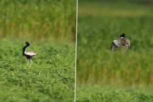 Viral Video: Lesser Florican Bird Jumps During Mating Display to Charm its Mate, Breeding Dance Amazes Netizens