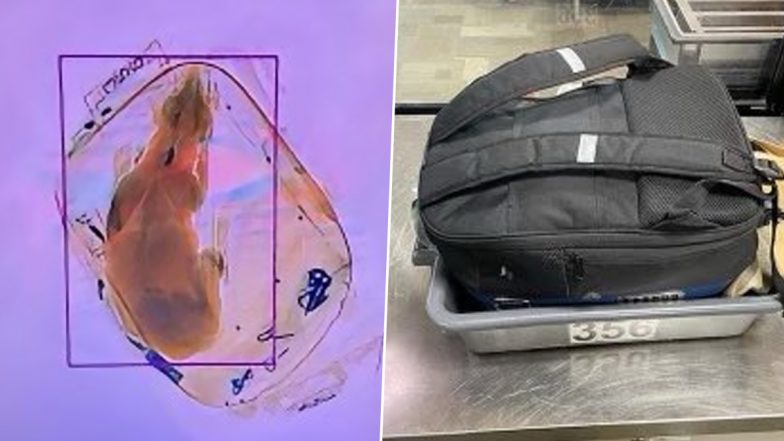 Living Dog Found Inside Passenger’s Bag By Airport X-Ray Security Machine! Twitterati Says The Animal is ‘Not An Item’