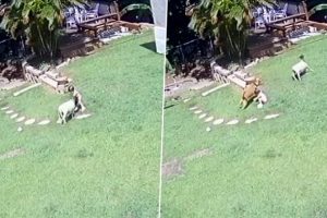 Viral Video: Adopted Dog Turns Saviour, Protects Small Girl From Sheep Attack