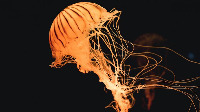 Rare 'Giant Phantom Jellyfish' With 'Mouth Arms' Spotted in California's Monterey Bay