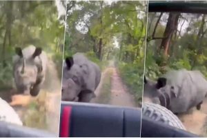 Scary! Angry Rhino Chases Tourists in Safari Jeeps Inside Assam's Kaziranga National Park, Woman Caught Shouting 'Speed Up' in Viral Video