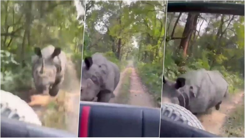 Scary! Angry Rhino Chases Tourists in Safari Jeeps Inside Assam’s Kaziranga National Park, Woman Caught Shouting ‘Speed Up’ in Viral Video