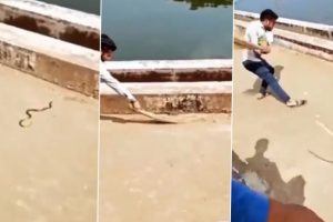 Flying Snake? Man Tries To Get Rid of a Ferocious Viper with Broom, Throws it Mistakenly Toward Cameraman Recording the Viral Video