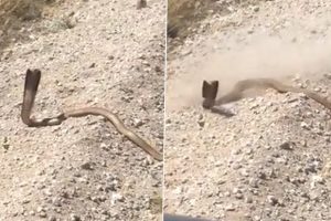 Huge Cobra Charges At Man After He Fires Gunshots At The Deadly Snake From Point-Blank Range; Watch Viral Video