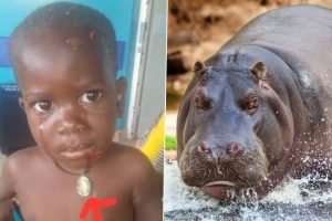 Kid Swallowed by Hippo is Alive! 2-Year-Old Boy in Uganda Gobbled Whole and Spit Back by Hippopotamus