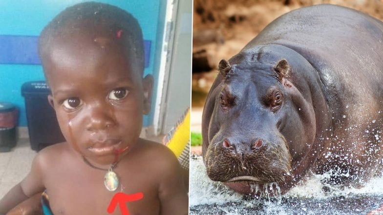 Kid Swallowed by Hippo is Alive! 2-Year-Old Boy in Uganda Gobbled Whole and Spit Back by Hippopotamus