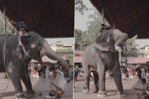 Angry Elephant Attacks Mahout, Tosses Him on Ground During a Couple's Wedding Photoshoot in Kerala; Video Goes Viral
