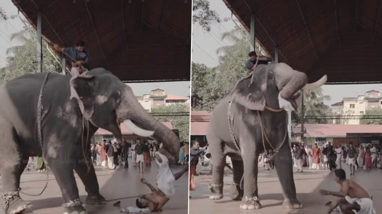 Angry Elephant Attacks Mahout, Tosses Him on Ground During a Couple’s Wedding Photoshoot in Kerala; Video Goes Viral