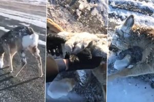 Deer With Frozen Eyes and Mouth Due to Severe Winter Storm Gets Saved by Two Hikers in Viral Video!