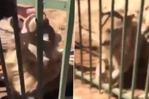 Lion Aggressively Attacks Man, Bites His Hand As He Tries to Pet the Wild Beast Inside Cage in Viral Video
