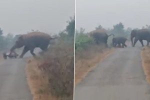 Viral Video: Wild Elephant Goes on Rampage in Maharashtra’s Bhandara, Hurls Bike on Road (Watch Video)