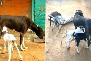 Compassion Beyond Limits! Dog Feeds Milk to Orphaned Baby Goats in Tamil Nadu's Virudhunagar (Watch Video)