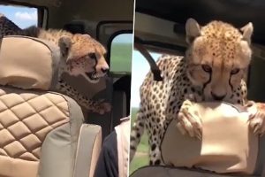 Video: Man Sits Still As Cheetah Jumps Into His Car During Safari in Tanzania, Records Heart-Stopping Footage