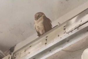 Rare Himalayan Owl Found in Market in Uttar Pradesh's Kanpur; The Extinct Species of the Bird Stun Locals (See Pics)