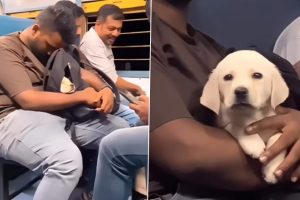 Adorable Puppy Captured Sleeping Inside a Backpack on a Local Train; Video of the Labrador’s Activities on Board Goes Viral
