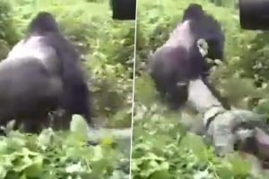 Gorilla Drags Man From His Leg, Who Was Filming The Great Apes, Deeper Into Jungle; Old Spine-Chilling Video Goes Viral Again