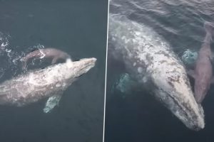 Mother Whale Gives Birth to Her Calf in Front of Boat Filled With Awestruck Tourists in California; Video of The Rare Sight is Viral!