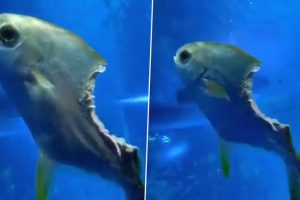 Half-Eaten 'Zombie' Fish Carries on Swimming in Water Despite Having Major Chunk of Flesh Missing From its Body; Old Video Goes Viral