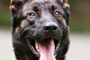 World’s Smartest Dog Breed: Belgian Malinois Could Be the Most Intelligent Canine, Here’s Why
