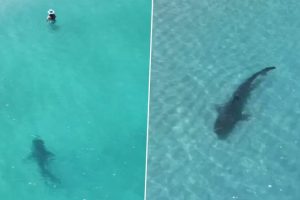 Huge Tiger Shark Lurks Dangerously Close to Unsuspecting Swimmers Near Shore in Western Australia; Heart-Stopping Video Goes Viral