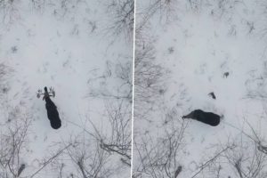 Moose Sheds Off Both Its Antlers in a Forest in Canada! 'Once-In-A-Lifetime Moment’ Caught on Camera, Goes Viral Online