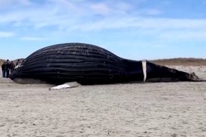 Giant 35-Foot Male Humpback Whale Spotted Ashore on New York’s Lido Beach; Watch Viral Video of the Huge Sea Animal