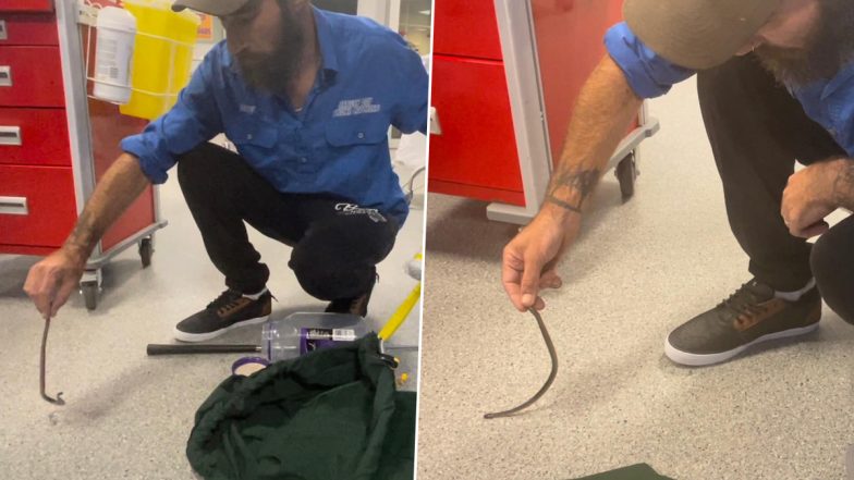 'Secretive' Snake! Australian Man Steps on Highly Venomous Eastern Small-Eye Viper in His Own Home, Gets Hospitalised (See Pics)
